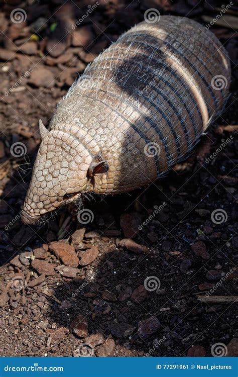 Six Banded Armadillo Stock Image Image Of Shell Environment 77291961