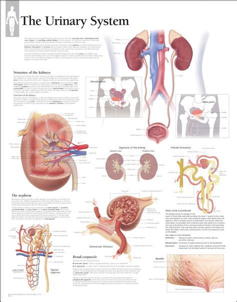 Anatomy Urinary System Medical Posters Body Systems Education Poster