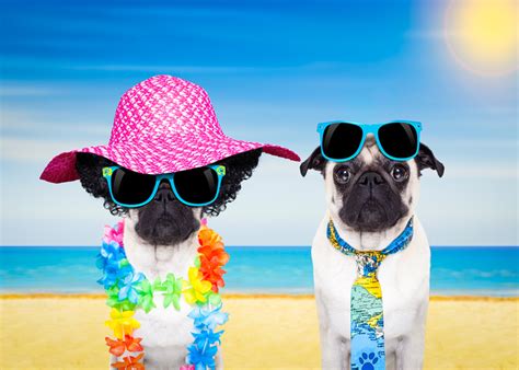This explains why the dog days of summer are from late january to early march in the southern hemisphere. "Dog Days of Summer!" June First Friday 2018 - Downtown ...