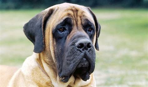 Everything You Want To Know About Mastiffs Including Grooming Training