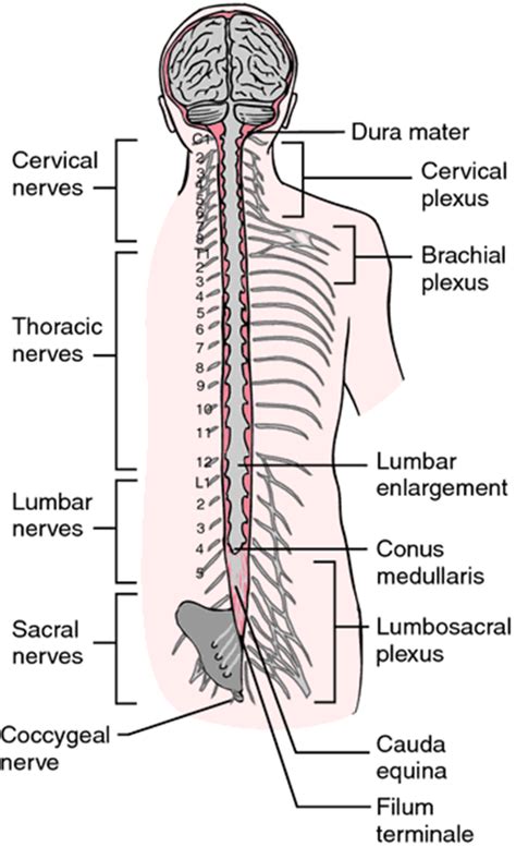 12 Anatomy Spinal Cord Png