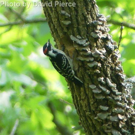 Downy Woodpecker East Cascades Audubon Society