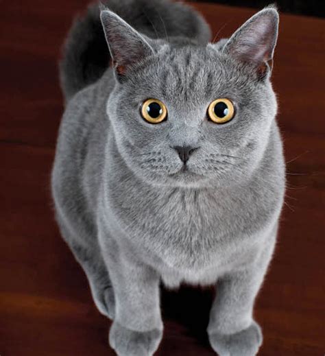 Learn About The American Shorthair Cat Breed From A Trusted Veterinarian