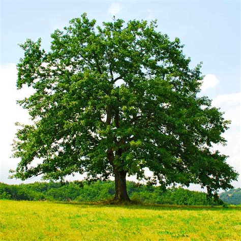 Northern Red Oak Trees for Sale - FastGrowingTrees.com