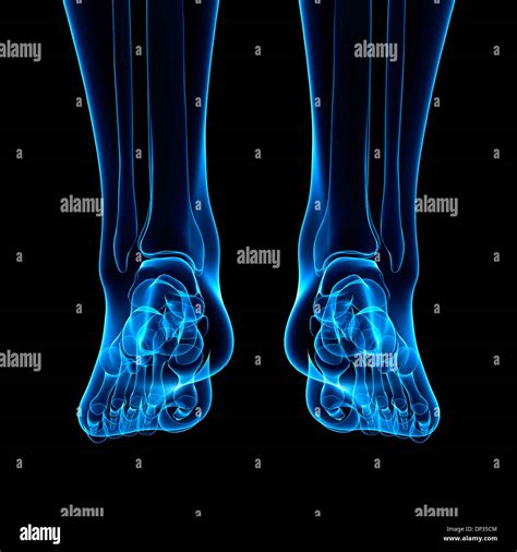 Human Leg Bones Artwork Stock Photo Alamy
