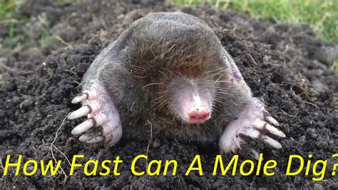 Moles Digging Holes