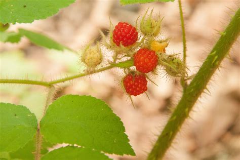 Wineberries Aka Rubus Phoenicolasius Wild Food Wild Edibles Berries