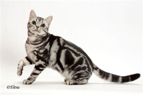 diary   mad pet enthusiast breed   day american shorthair
