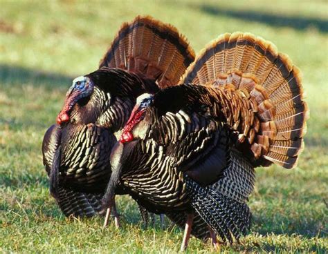 Wild Turkey Missouri Department Of Conservation