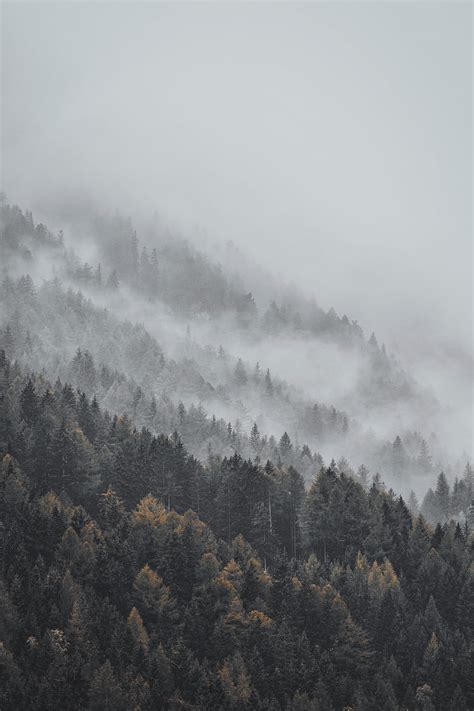 Forest Fog Trees Treetops Landscape Hd Phone Wallpaper Peakpx