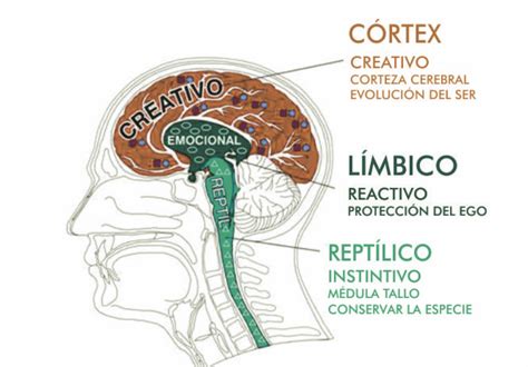 El Cerebro Y Las Emociones ~ Instituto De Pnl Del Uruguay