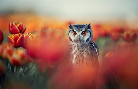 Birds Owl Bird Flower Spring Tulip Wildlife Hd Wallpaper Peakpx