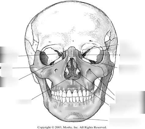 Facial Bones Exam Blanks Diagram Quizlet