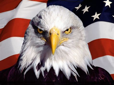 [49 ] american flag with eagle wallpapers wallpapersafari