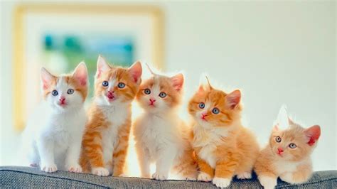Kostenloses Cute Kittens Wallpaper Für 1600x900