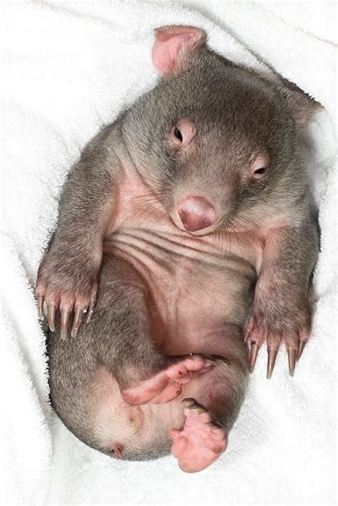 Orphaned Wombat Goes Global After Falling Asleep On His Back Cute