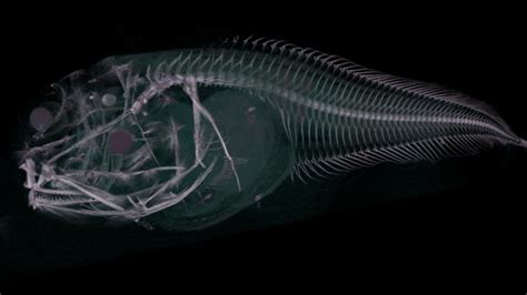 Three New Fish Species Found In Pacific Ocean