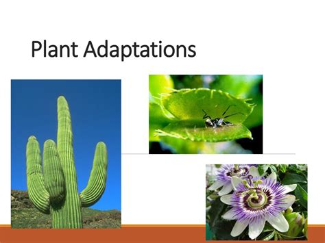 Ppt Plant Adaptations Powerpoint Presentation Free Download Id9293541