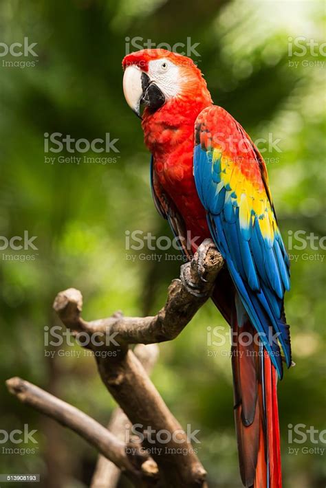 Portrait Of Scarlet Macaw Parrot Stock Photo Download Image Now