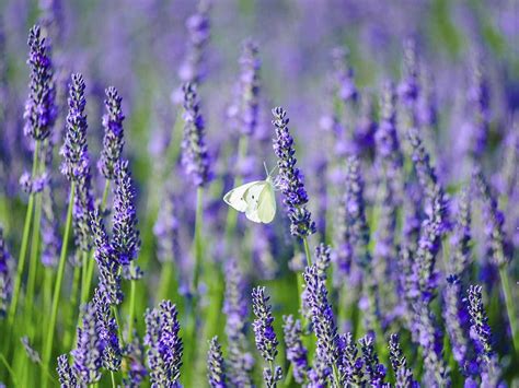 Butterfly sitting on lavender | Growing lavender, Lavender plant, Lavender varieties