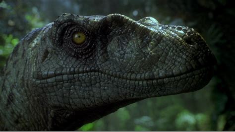 Velociraptor Wallpapers 68 Pictures