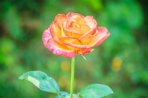 Beautiful Single Orange Rose Flower On Green Branch In The Garden