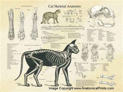 This instructive book presents excellent annotated line drawings of anatomical structure for the beginning artist, explaining the subject in. Cat Skeleton-Parts | tskgameart