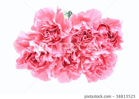 지금 바로 카네이션 petal pink 사진을 다운로드하십시오. 카네이션 - 스톡사진 38813525 - PIXTA