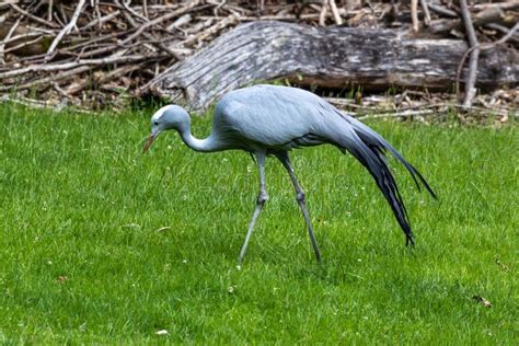 The Blue Crane Grus Paradisea Is An Endangered Bird Stock Image