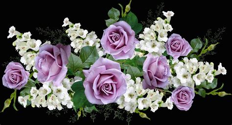 Flowers Mauve Roses Free Photo On Pixabay Pixabay