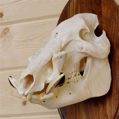 Hog European Skull Mount On Wooden Plaque Sw3772 Skulls For Sale