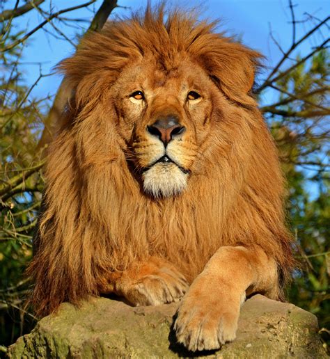 Beautiful Lion 2748x2995 Os Lion Pictures National
