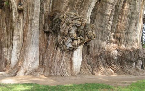 Travel Toursim 10 Most Magnificent Trees In The World