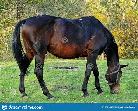 Horse Eating Grass On The Lawn In The Forest Artiodactyls Stock Image