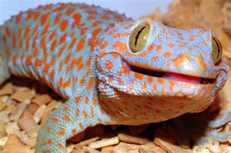 10 Of The Most Dangerous Species On The Planet Lizard Colorful
