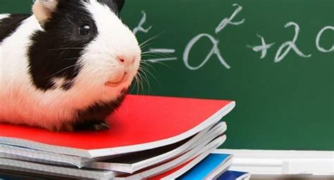 10 Practical Benefits And Problems With Classroom Pets