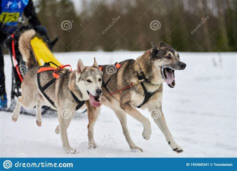 Running Husky Dog On Sled Dog Racing Stock Image Image Of Musher