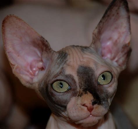 Pin By Dora K Torres On Sphynx Cat Bambino Cat Hairless Kitten Elf Cat