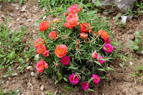 How To Grow And Care For Portulaca Moss Rose