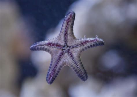 Underside Of Purple Starfish At The Florida Aquarium Clippix Etc