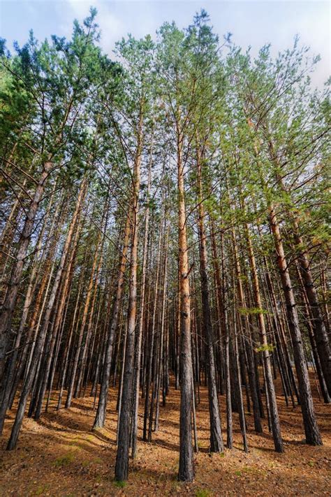 Siberian Pine Tree Forest Stock Photo Image Of Ulan 35366924