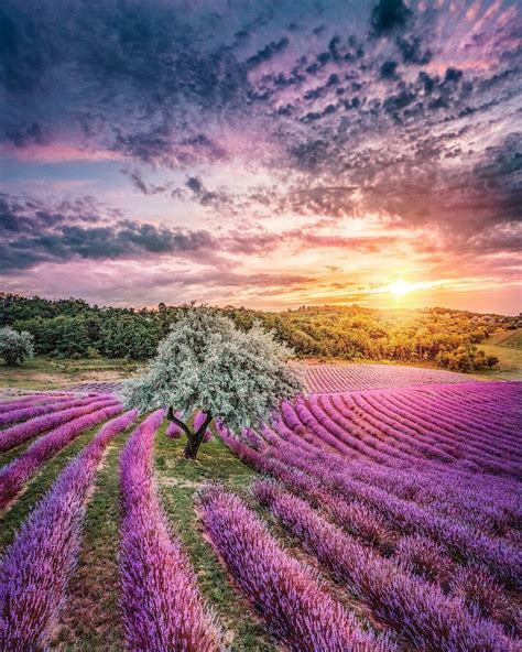 Sunset Over Lavender Fields Lavender Fields Nature Photography