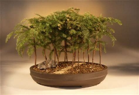 These enabled logging the bulk of the virgin pinheiro forests from the 1870's to the 1940's (seec 1996). Norfolk Island Pine Bonsai Tree(araucaria heterophila)