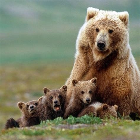 Momma Bear And Cubs Pictures Photos And Images For