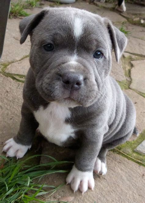 Get a puppy from today pitbulls now. Pin on Pit Bull