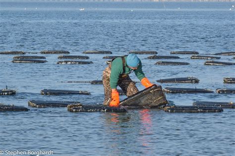 Army Vet Dives Into Oyster Farming Farmer Veteran Coalition