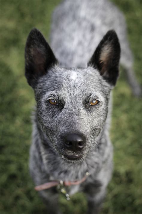I have raised a heeler from a puppy and in general, they are like many other dogs. Blue Heeler - Deaf Dogs Rock