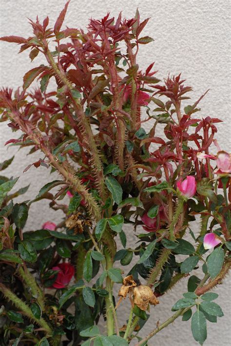 Rose Rosette Disease Identification And Management