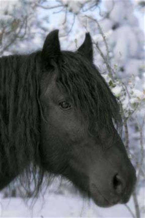 images  dales ponies  pinterest baroque horses  sale  pegasus