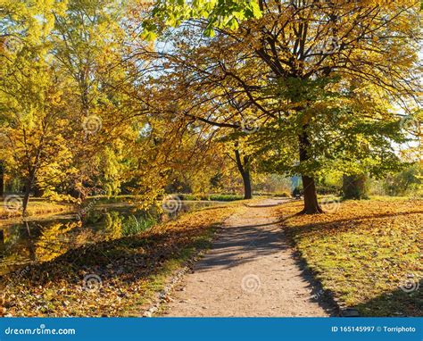 Sunny Autumn Day In Forest Park Stock Image Image Of Covering Light